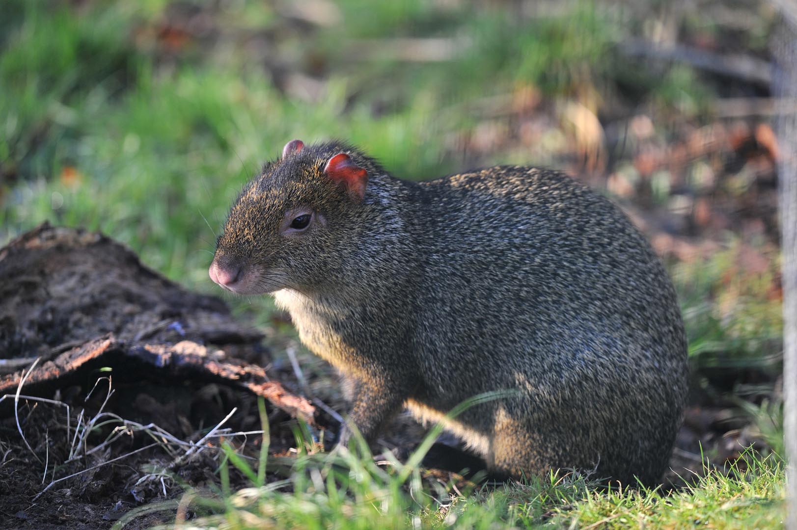 Azara's agouti looking to the left IMAGE: Declan Duffy (2015)