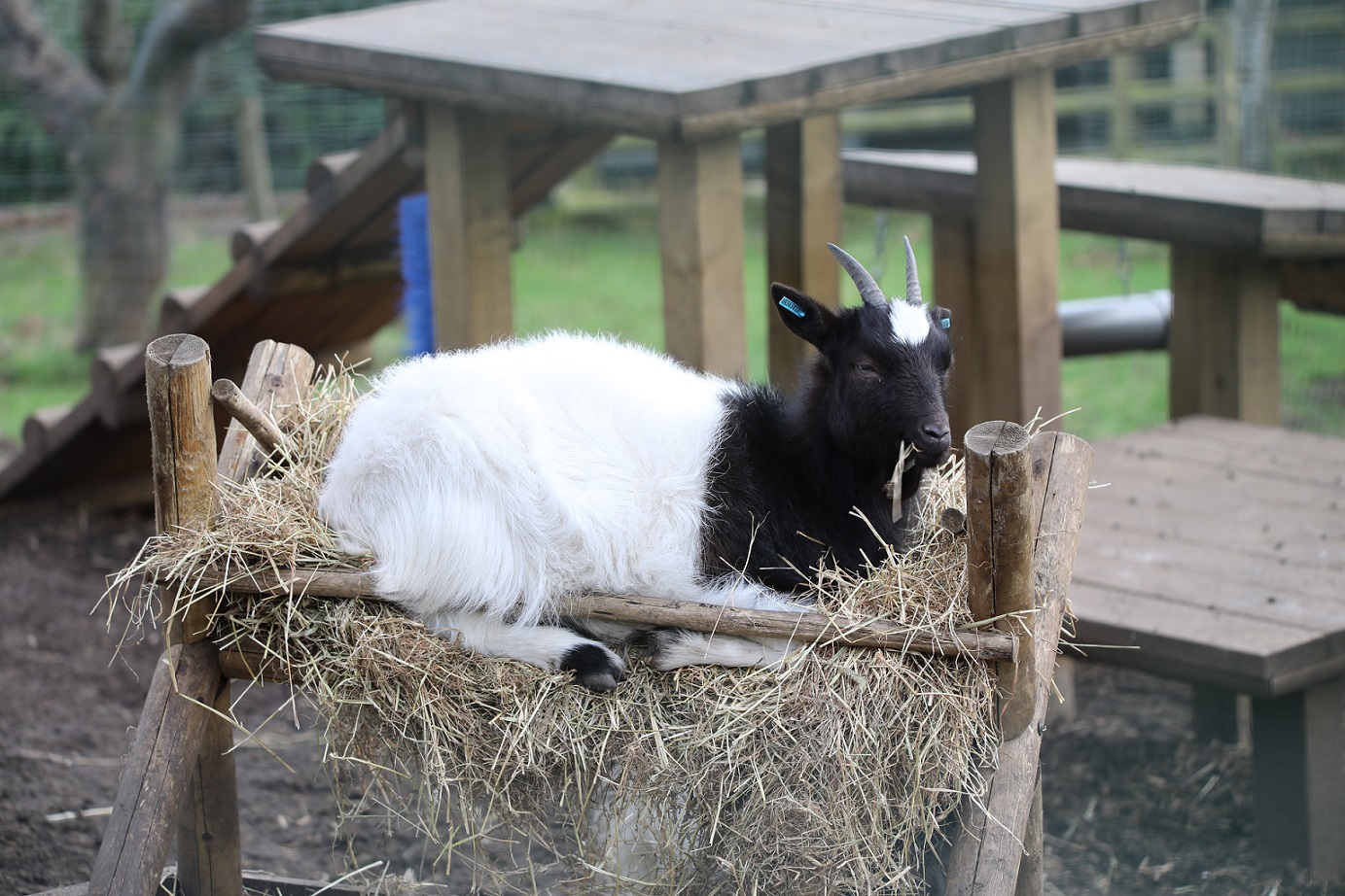 Bagot goat sitting in hay feeder IMAGE: Amy Middleton 2023