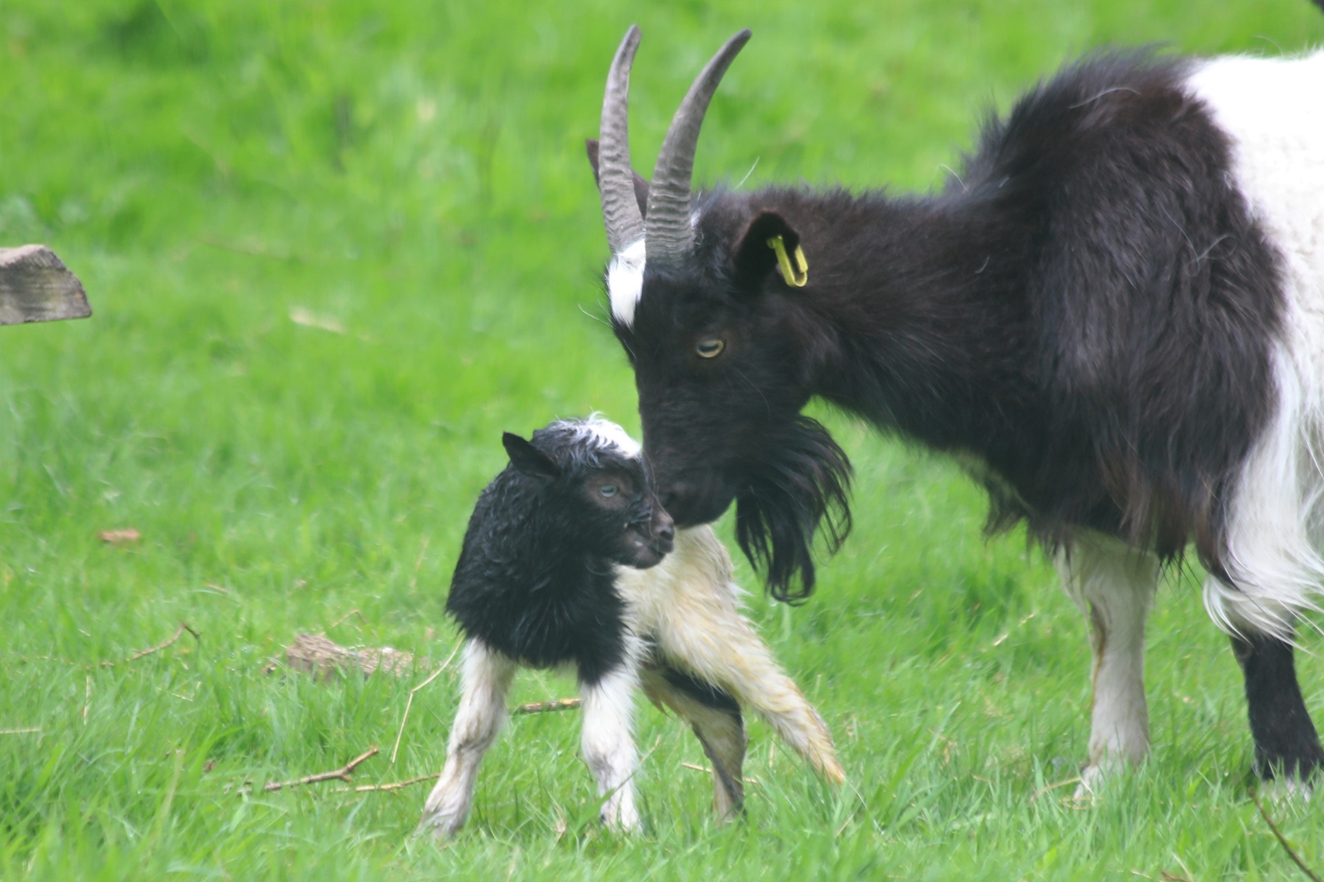 Bagot goat adult with baby IMAGE: Amy Middleton 2022