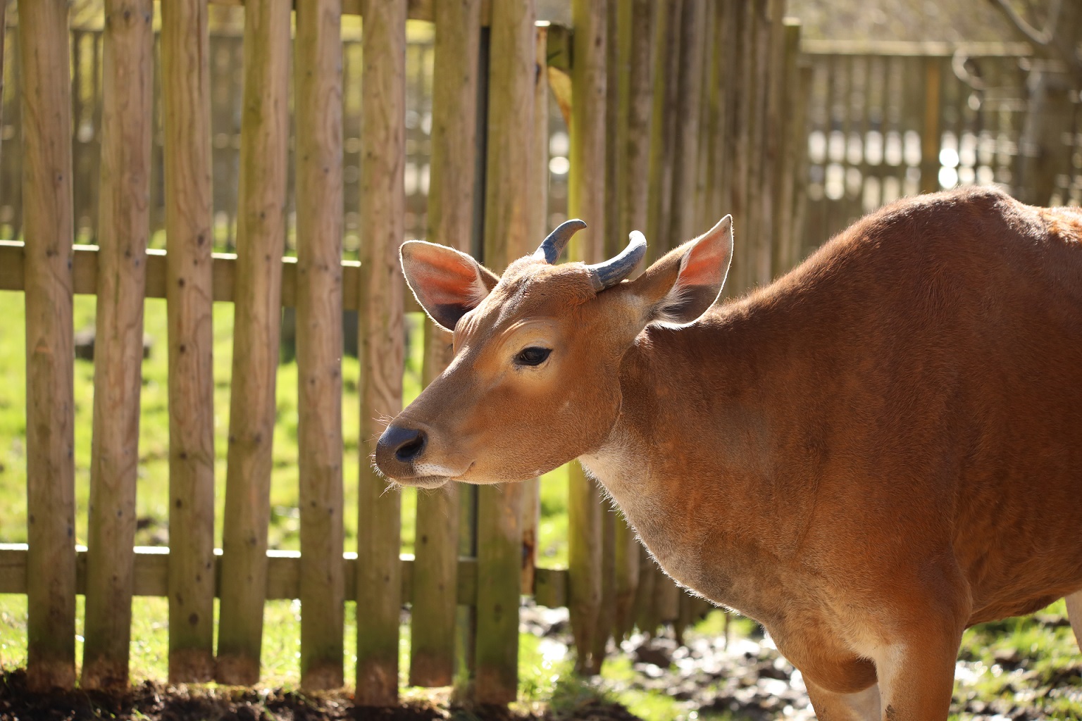 Female banteng looking to left IMAGE: Amy Middleton 2024