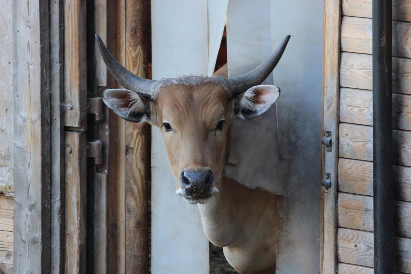 Banteng Struan looking at the camera (eye-contact) while sticking head out of door IMAGE: Hollie Watson (2021)