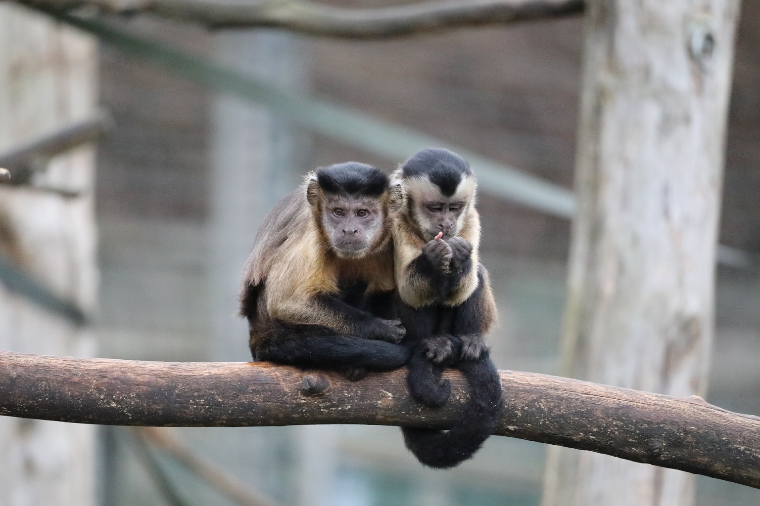 Two capuchins sitting on a branch IMAGE: Amy Middleton 2023