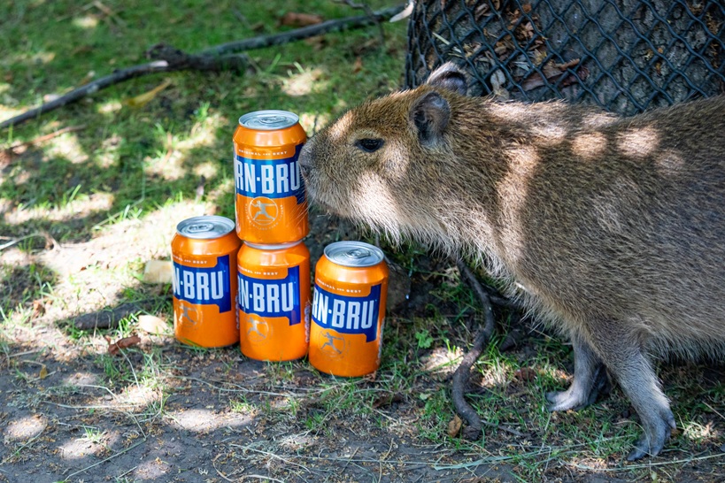 Capybara pup Bru with IRN-BRU cans IMAGE Olivia Torley 2026