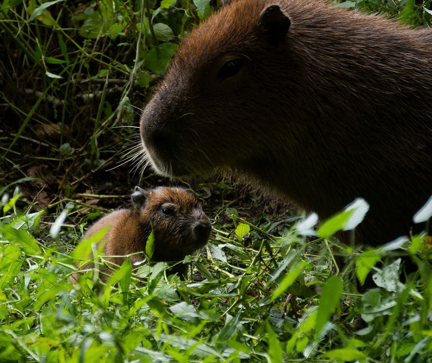 IMAGE: Jimmy's Farm & Wildlife Park