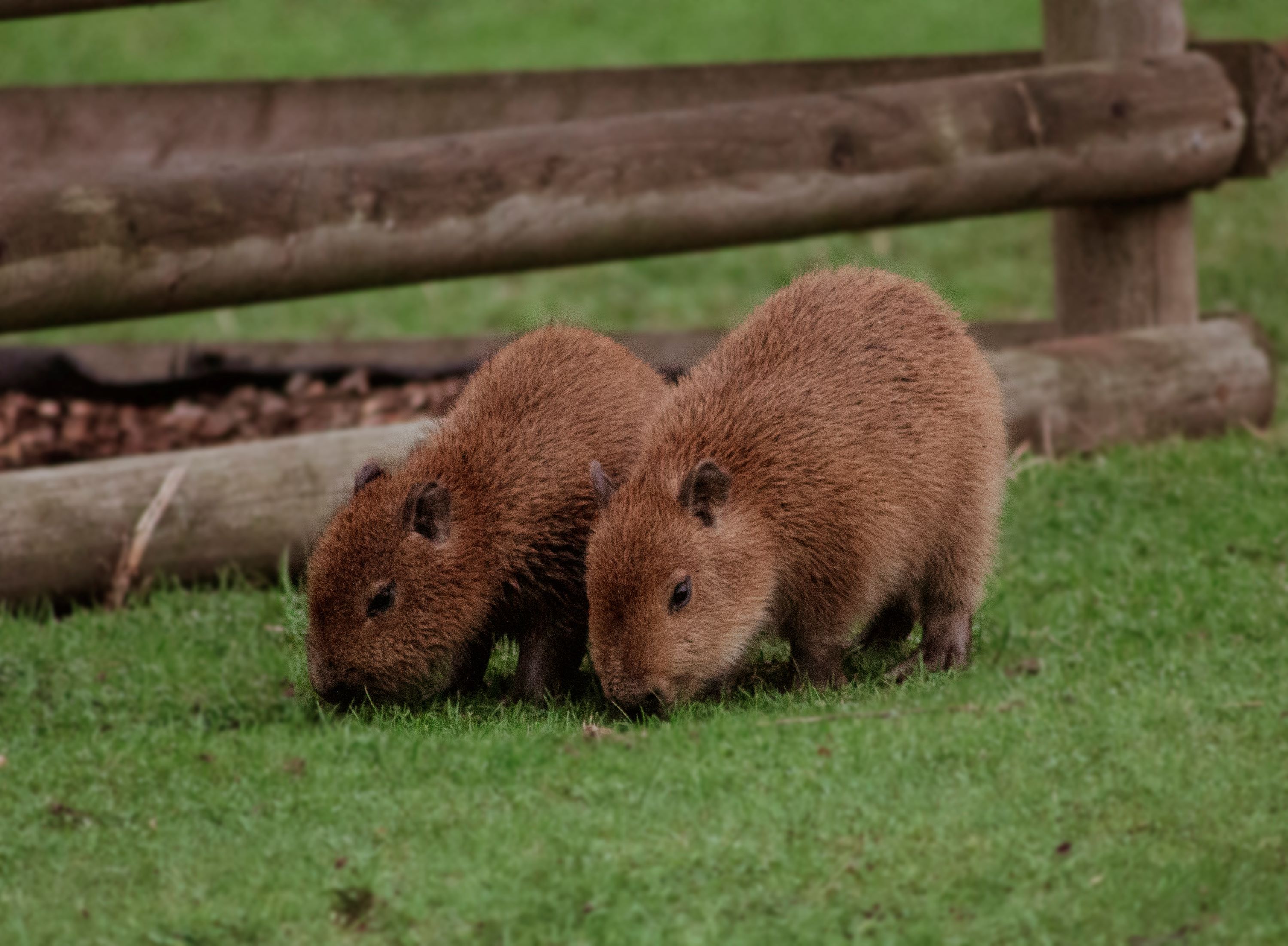 capybara pups on the grass