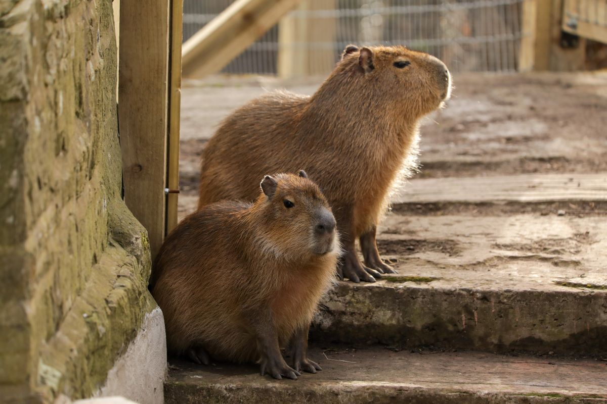Capybara Cali and Luna sitting on a step. IMAGE: William Austin-Lobley 2025