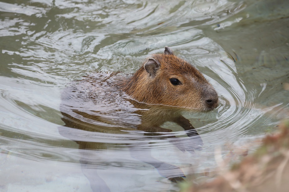 Capybara swimming

IMAGE: Laura Moore 2025