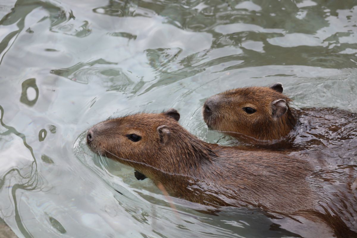 two capybara swimming IMAGE: Laura Moore 2025