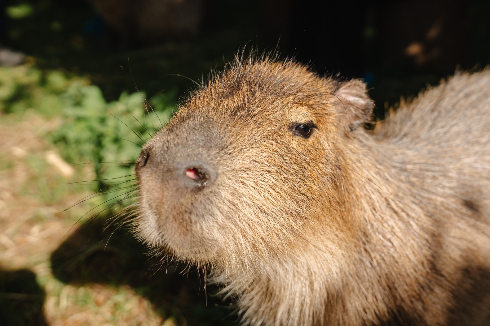 Capybara at Edinburgh Zoo

IMAGE: LAURIE CAMPBELL 