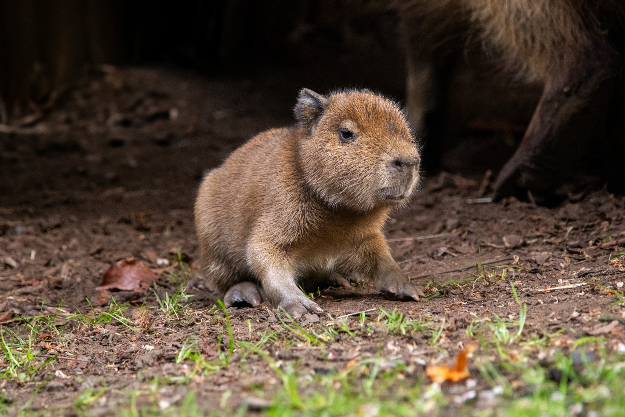 Luna the capybara's first baby IMAGE OT 2026