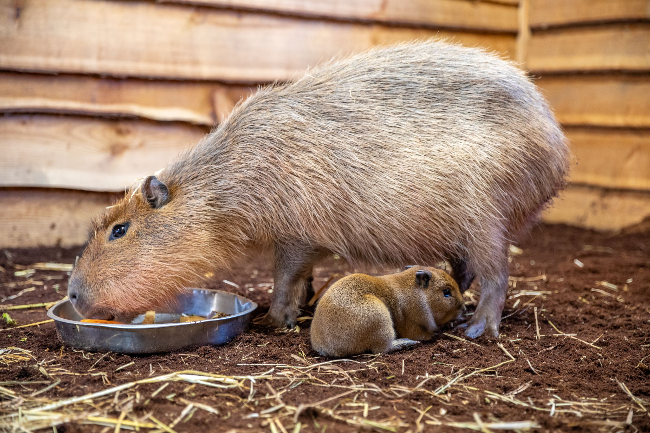 Keepers are celebrating the birth of three baby capybara pups at the Royal Zoological Society of Scotland’s (RZSS) Edinburgh Zoo. The pups were spotted on October 28 after being born overnight to parents Luna and Rodney.