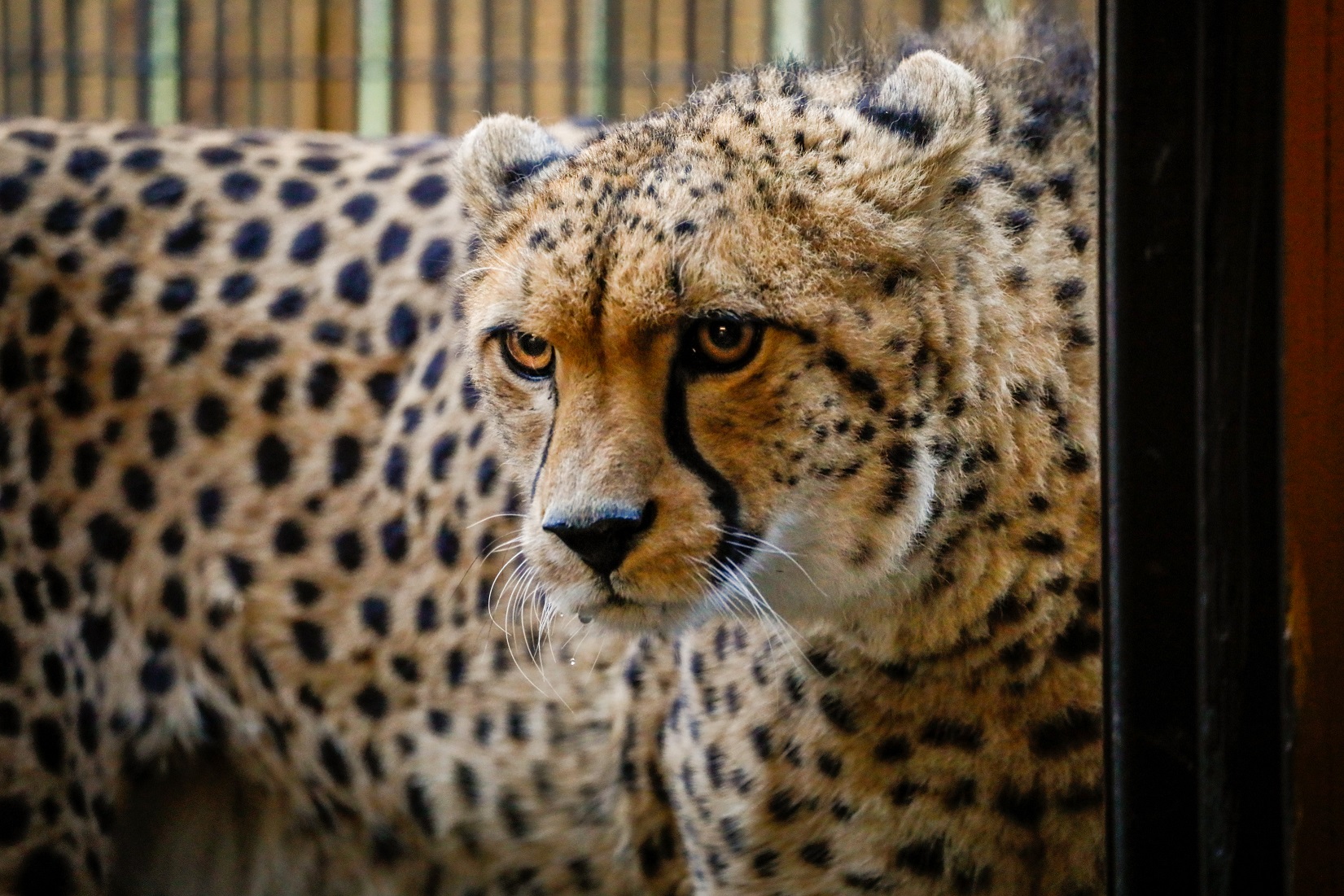 Billy the cheetah looking into his new sleeping area at Edinburgh Zoo IMAGE: 2025 WAL