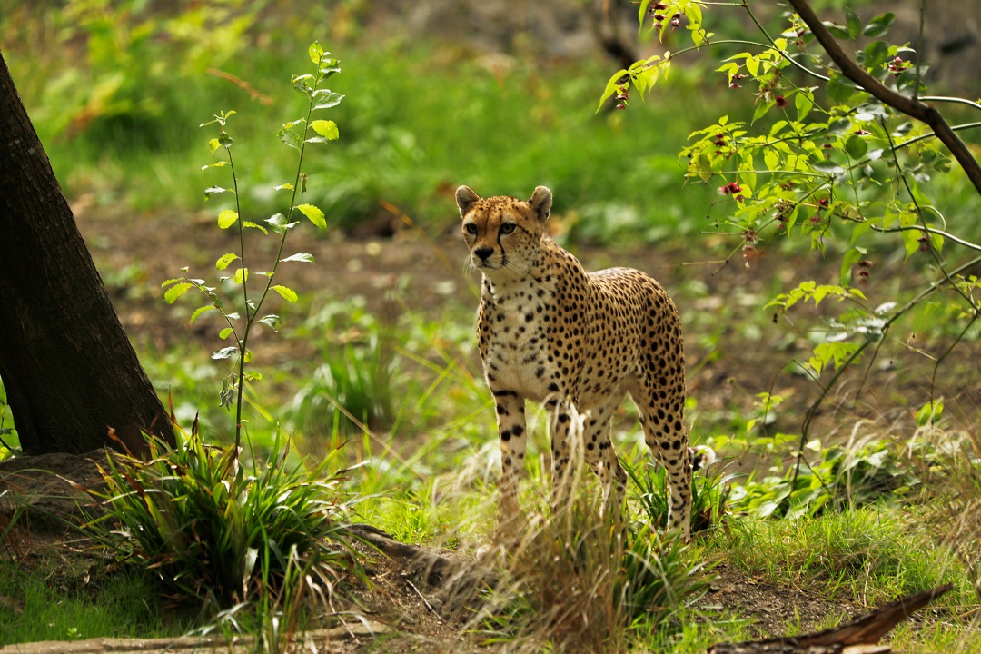 Cleo the cheetah 

IMAGE: Laura Moore 2024