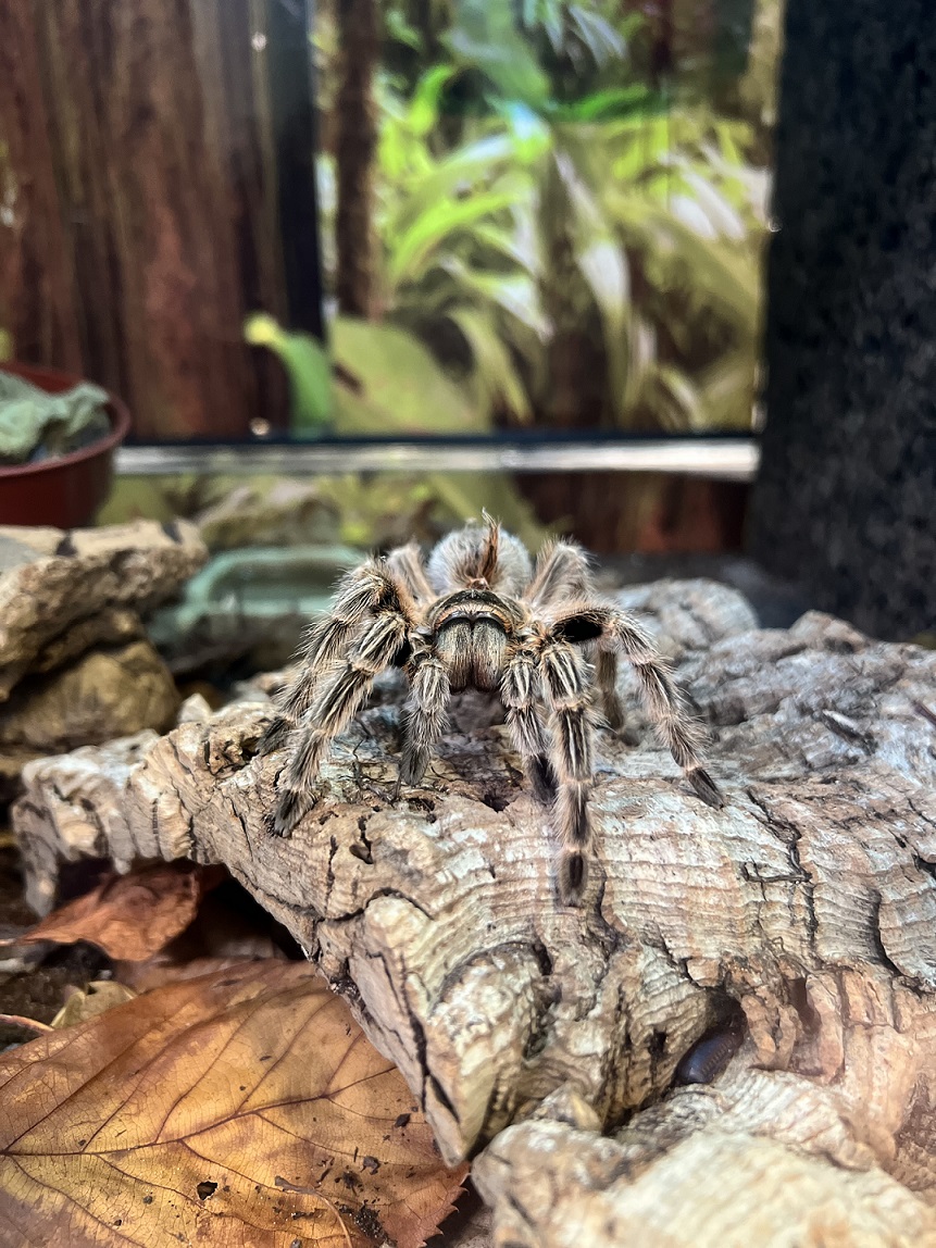 Chilean rose tarantula sitting on a log IMAGE: Penny Jackson 2023