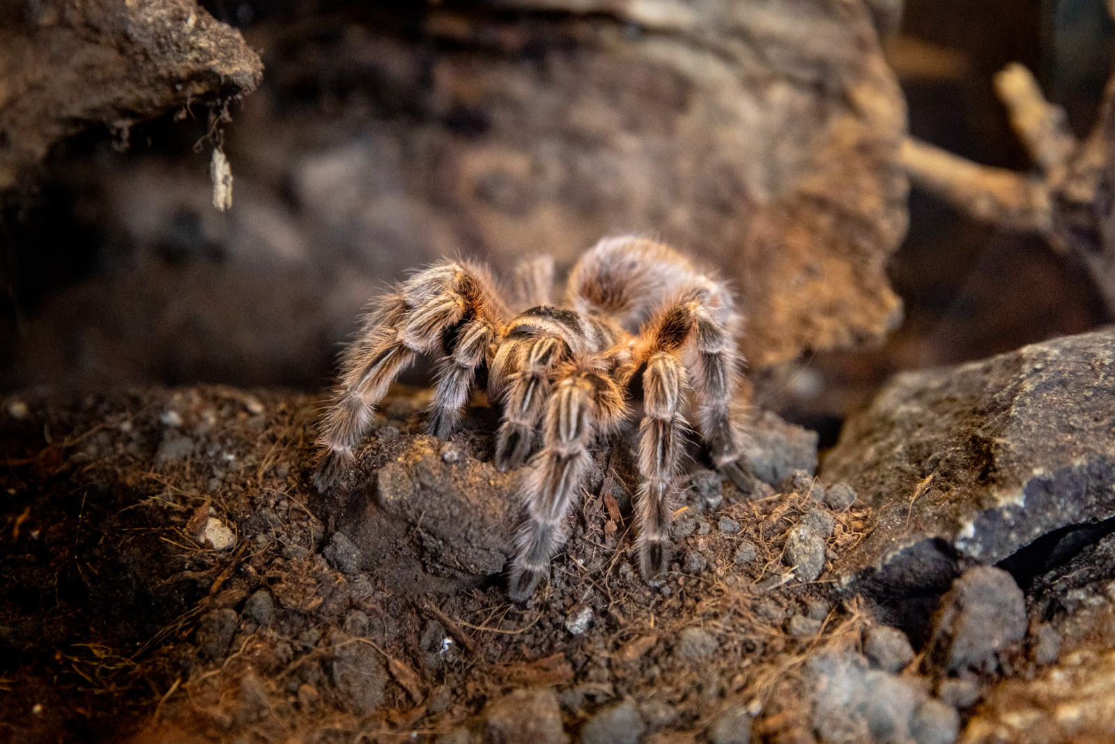 Chilean rose tarantula in Edinburgh Zoo habitat CREDIT: RZSS