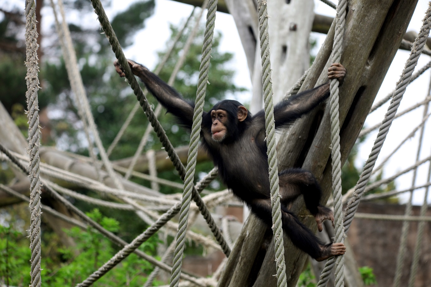 Young chimpanzee Masindi swinging between ropes in the trees IMAGE: Amy Middleton 2024
