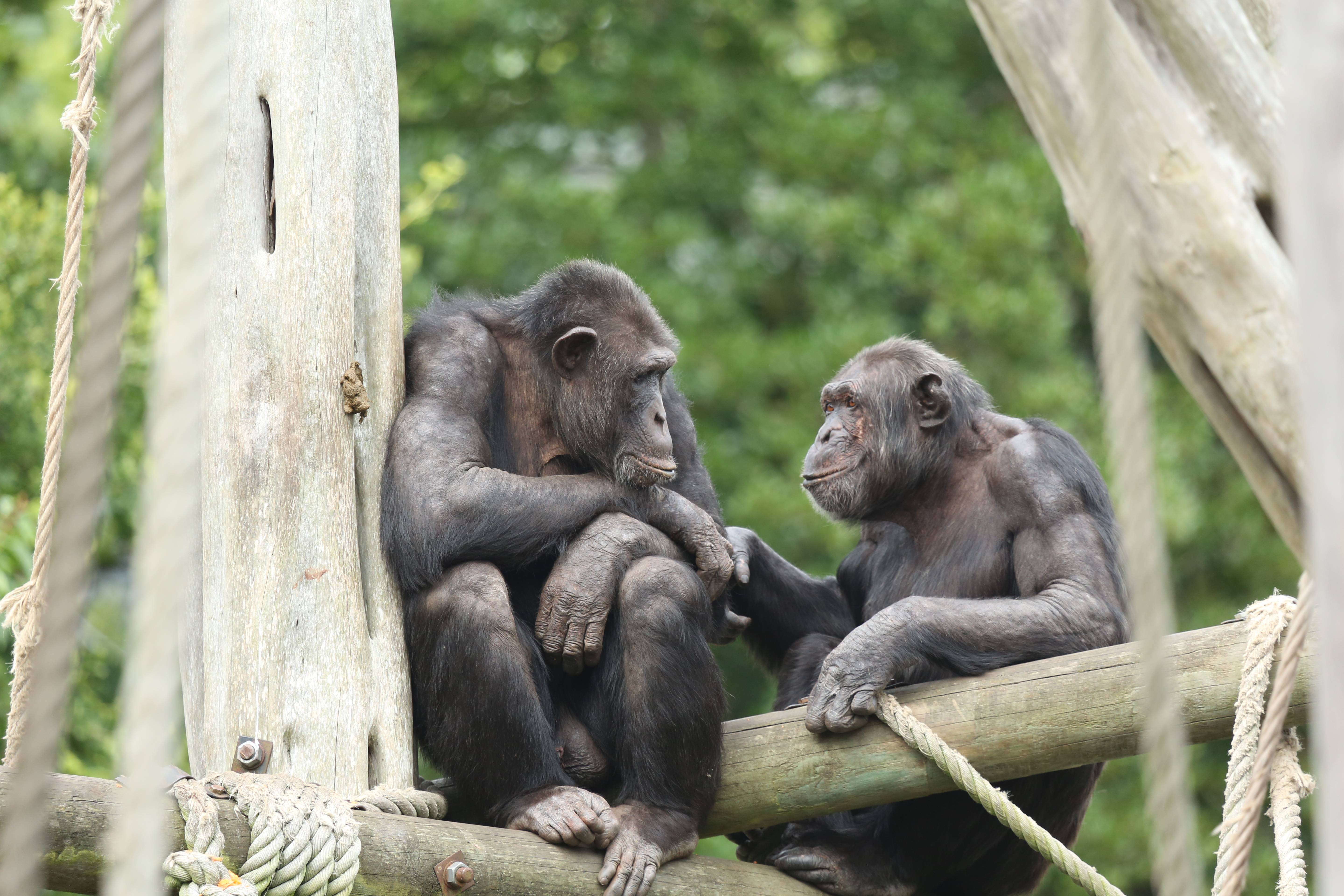 Liberius and Qafzeh chimpanzees sitting together on climbing frame

Image: KATE GROUNDS