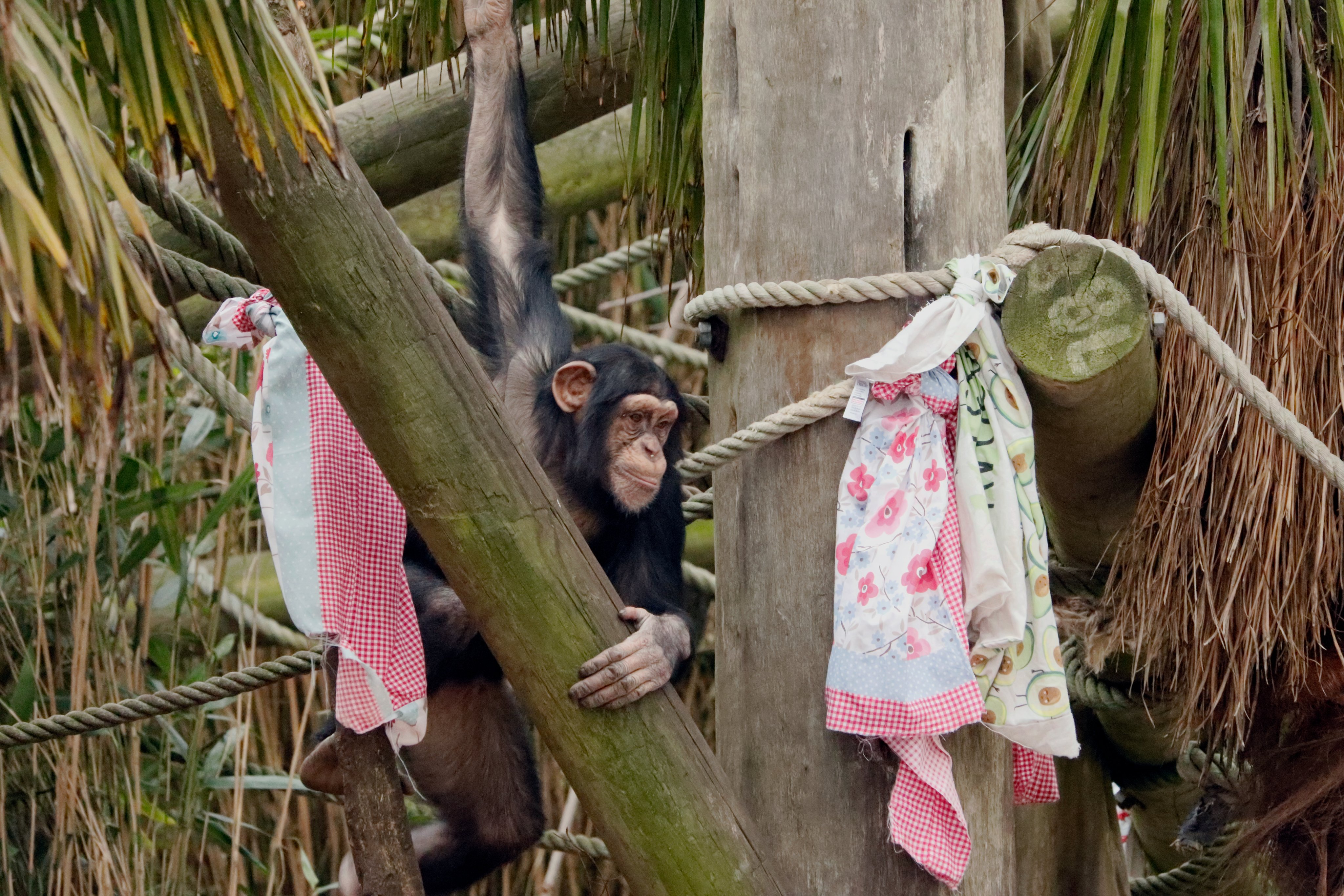 Masindi the chimpanzee celebrating her fifth birthday

IMAGE: Laura Moore 2025