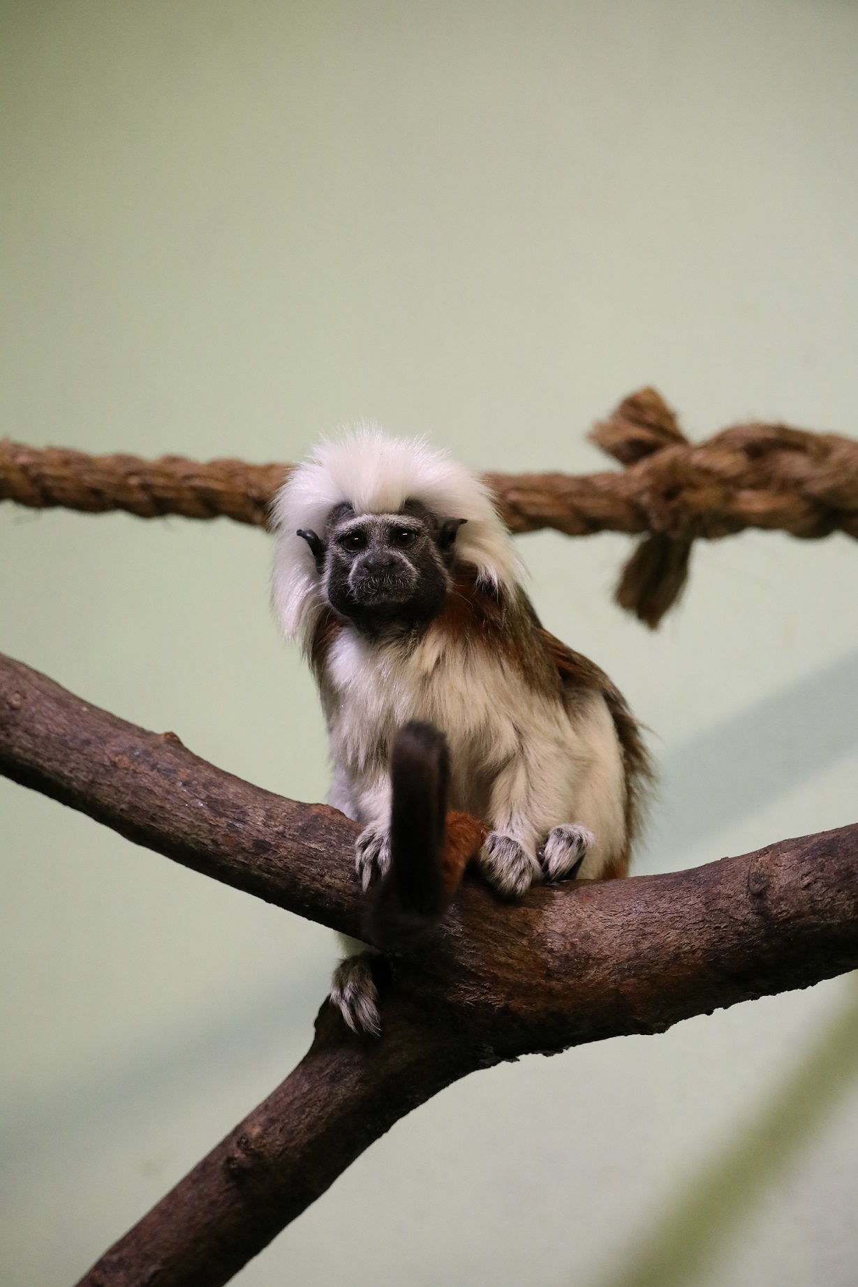 A cotton top tamarin sitting on a branch with its tail curled Image: Amy Middleton 2023