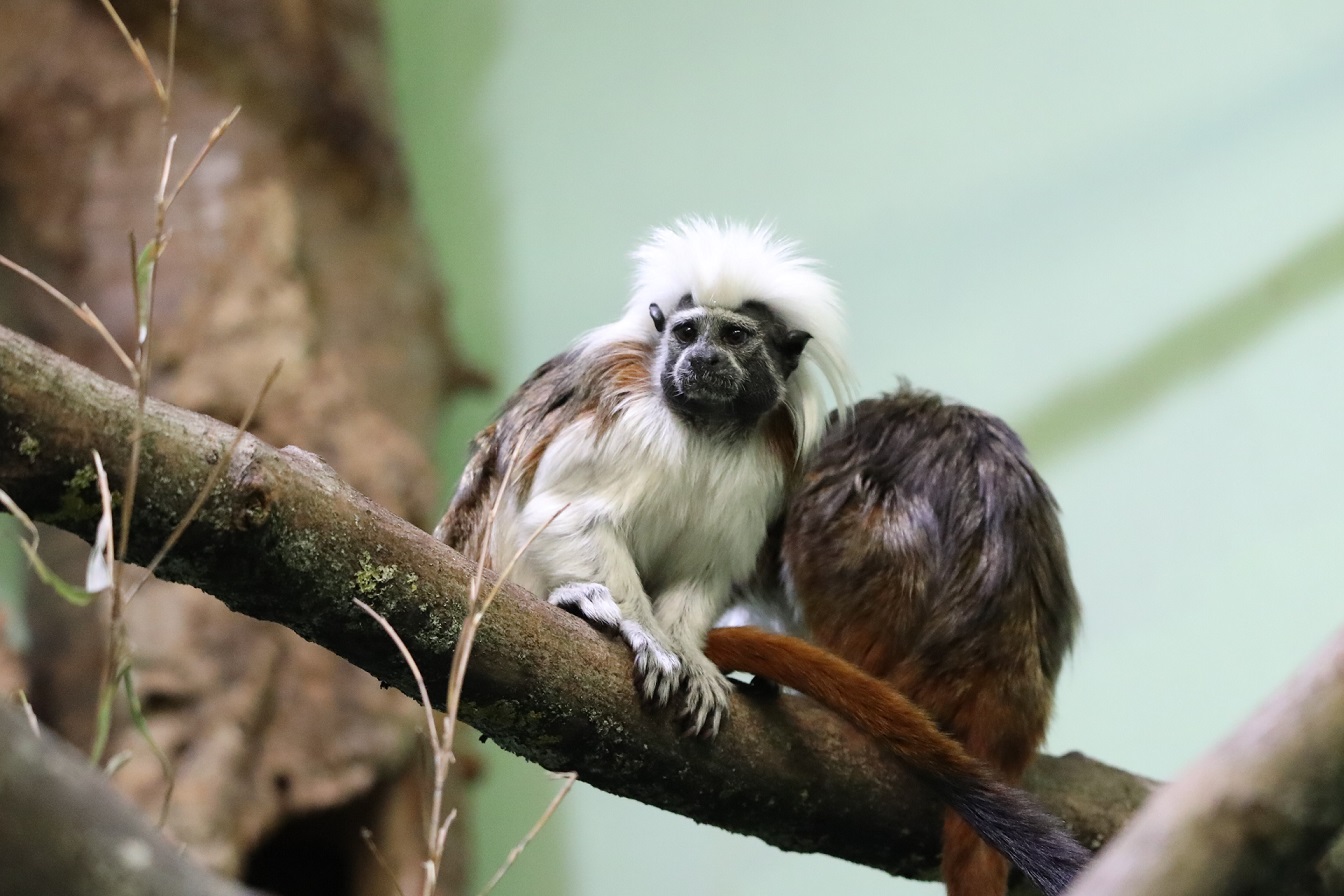 Two cotton-top tamarins sitting on a branch Image: Amy Middleton 2023