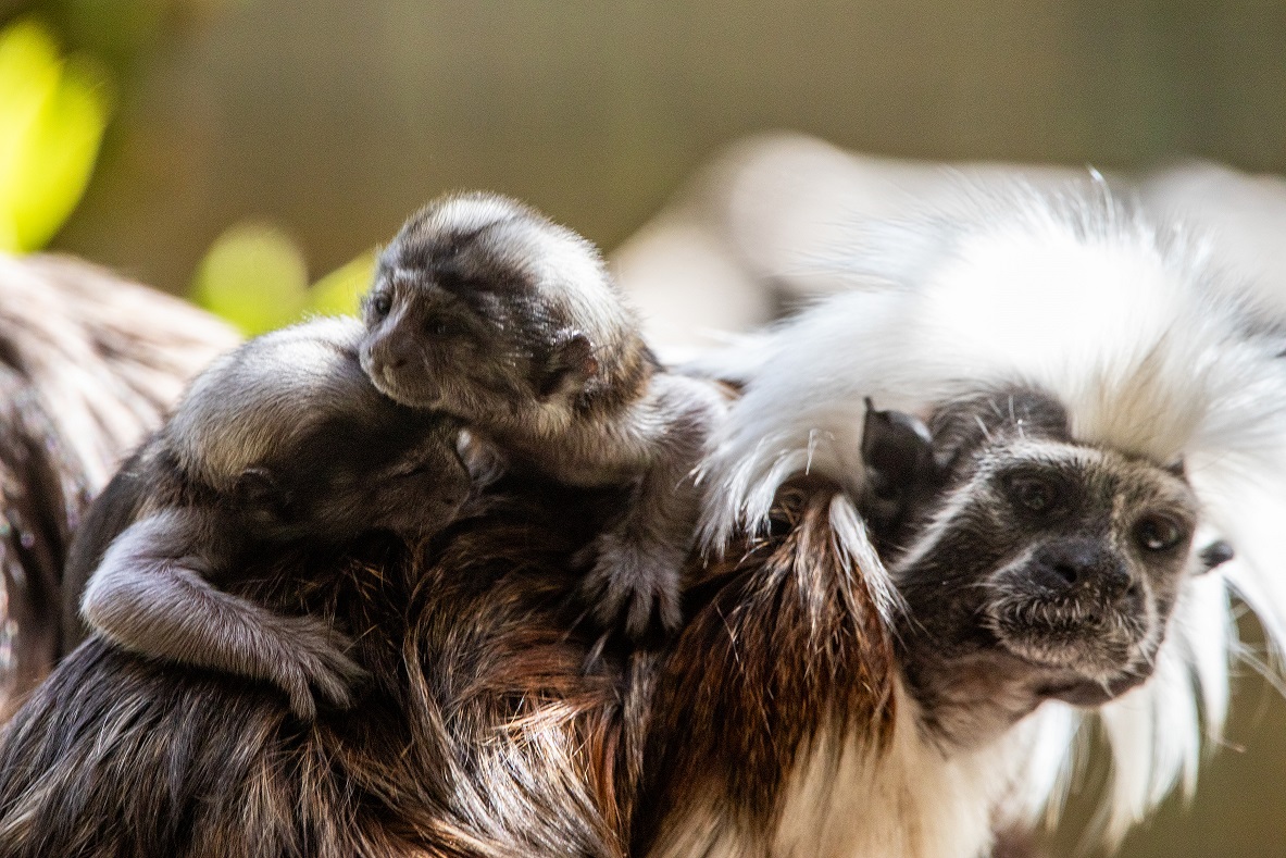 Two cotton-top tamarin babies born in 2025 IMAGE RZSS 2025