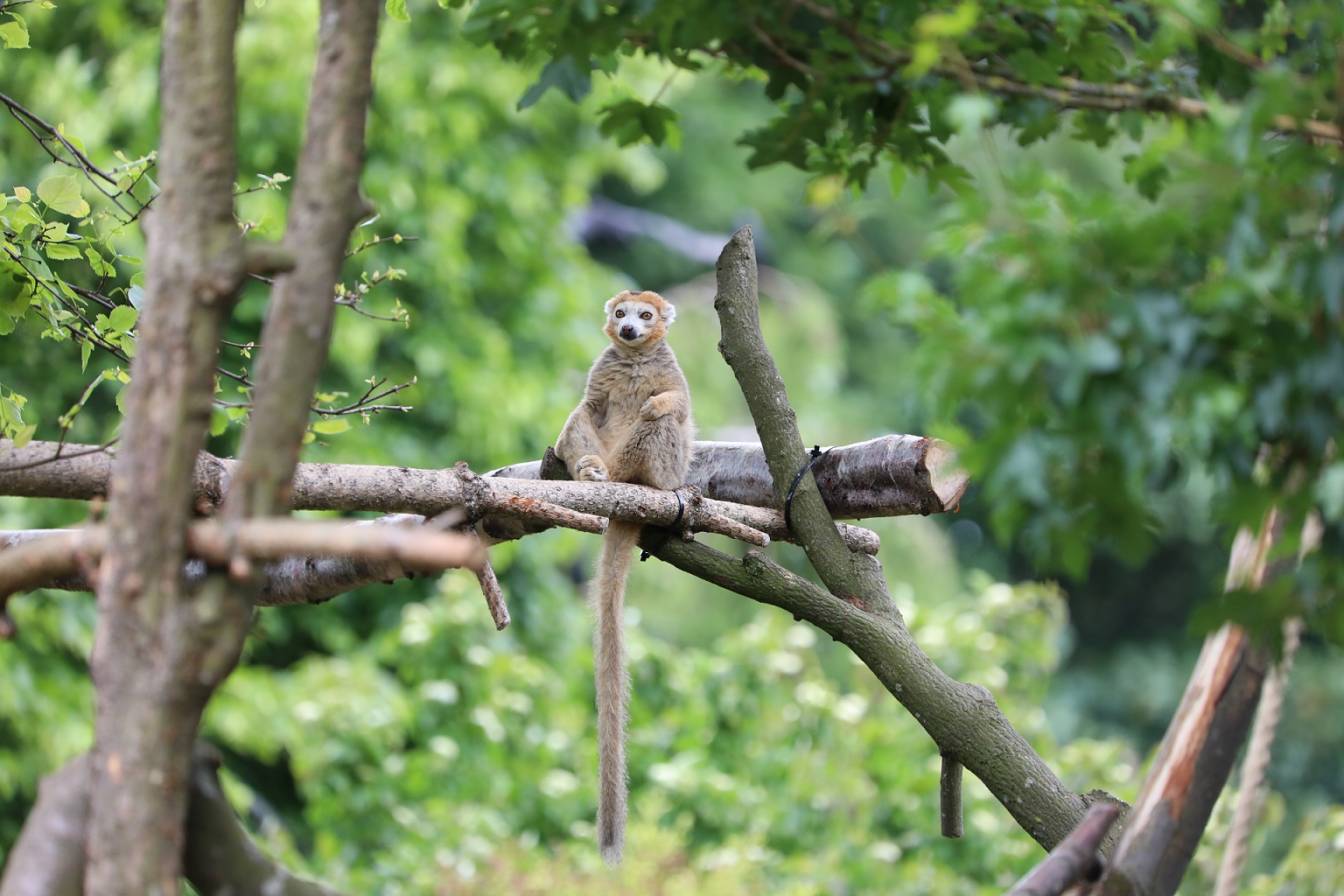 Crowned lemur sitting on a branch IMAGE: Rhiordan Langan-Fortune 2023