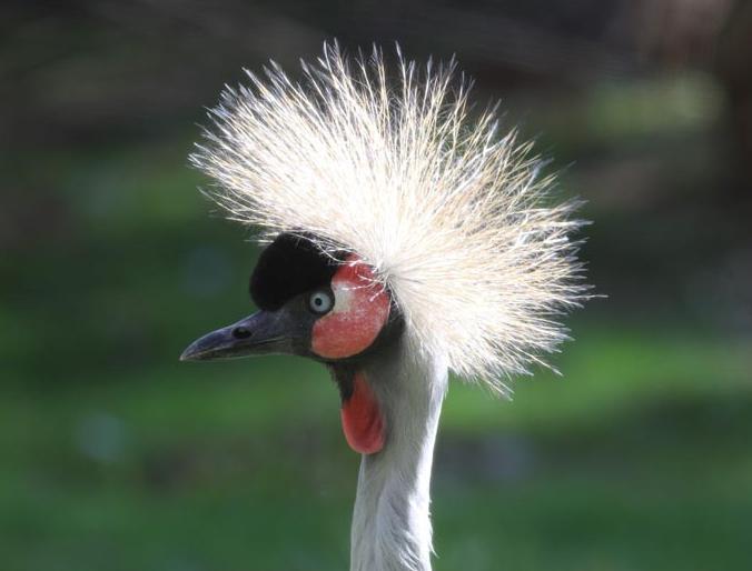 East African crowned crane standing in the sunshine Image: Rhiordan Langan-Fortune 2023