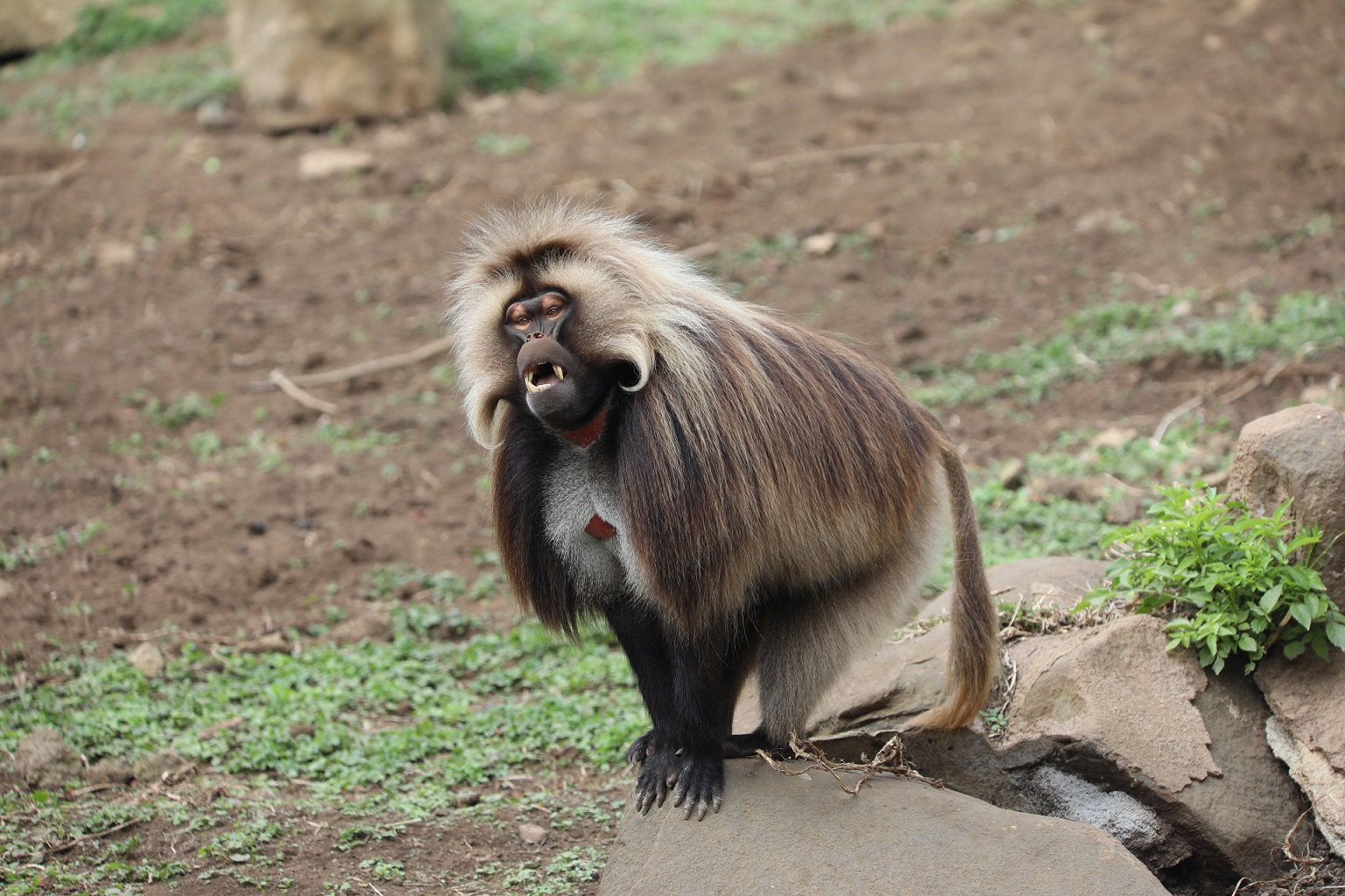 Male gelada baboon sitting on rock IMAGE: Amy Middleton 2022