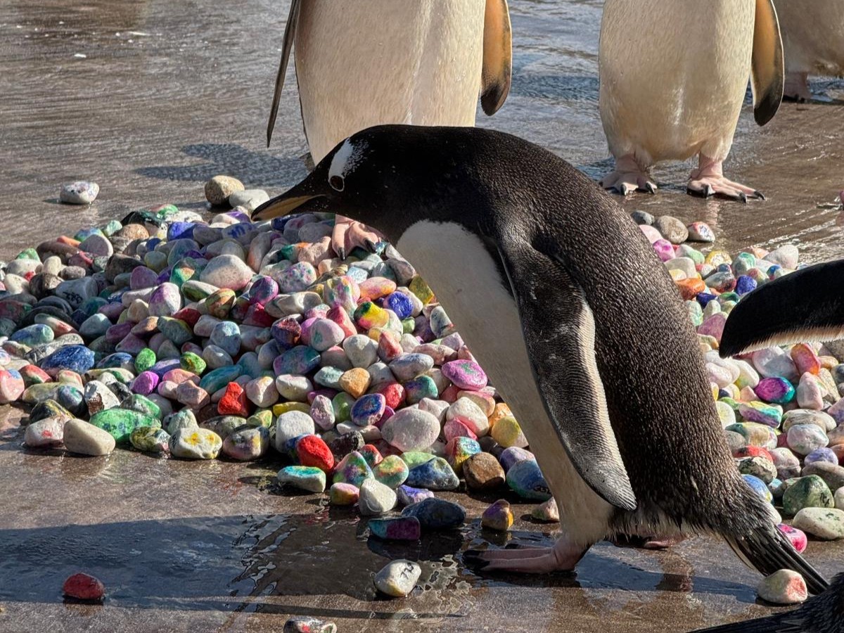 Gentoo penguins at Edinburgh Zoo receiving pebbles painted by ECHC young people IMAGE Rhiordan Langan-Fortune 2026
