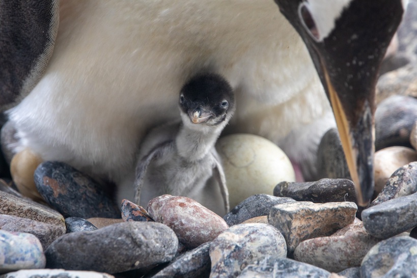 One of the first gentoo penguins of the season at Edinburgh Zoo IMAGE OT 2026