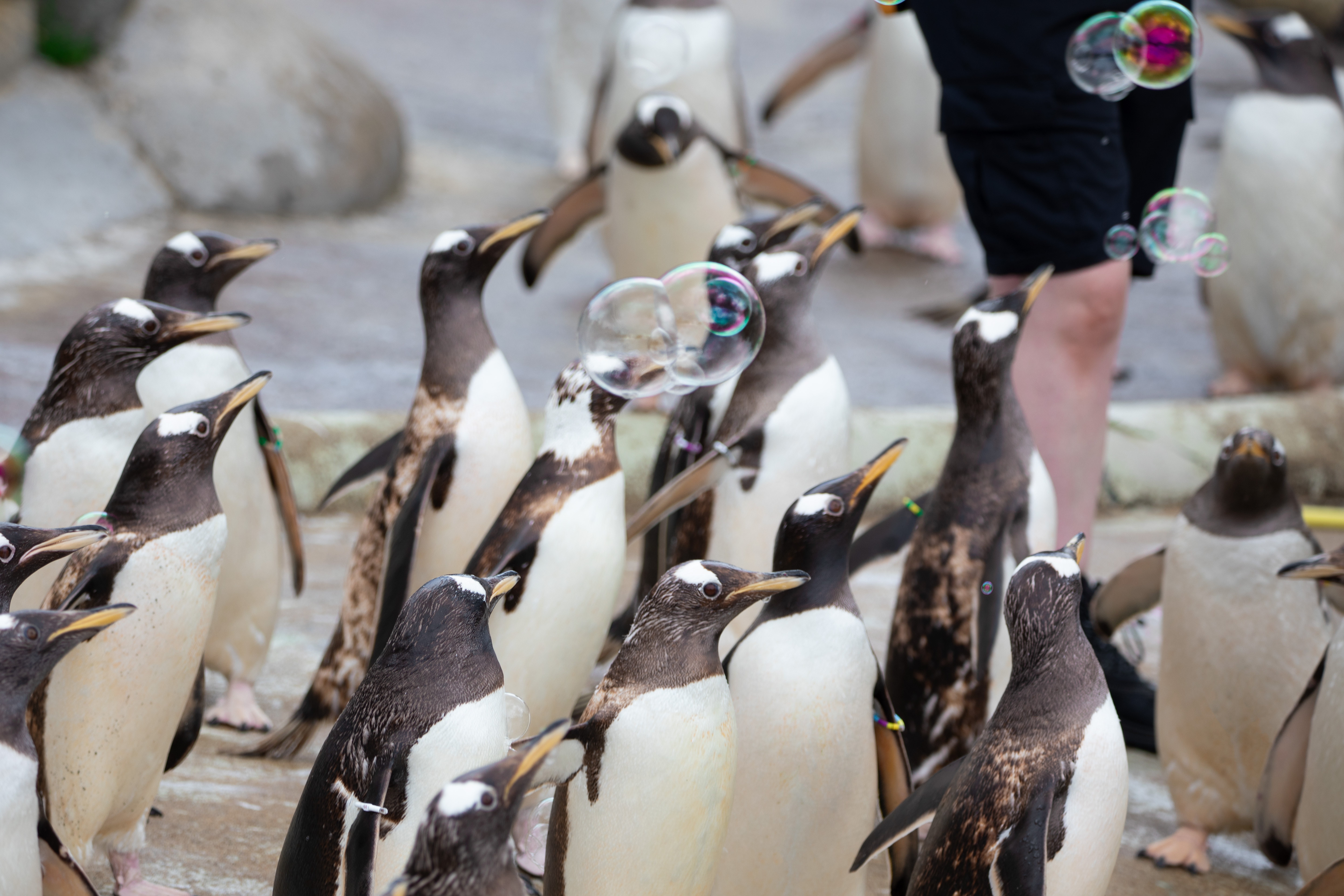 Gentoo penguins chasing and popping animal-safe bubbles at Edinburgh Zoo IMAGE RLF 2025