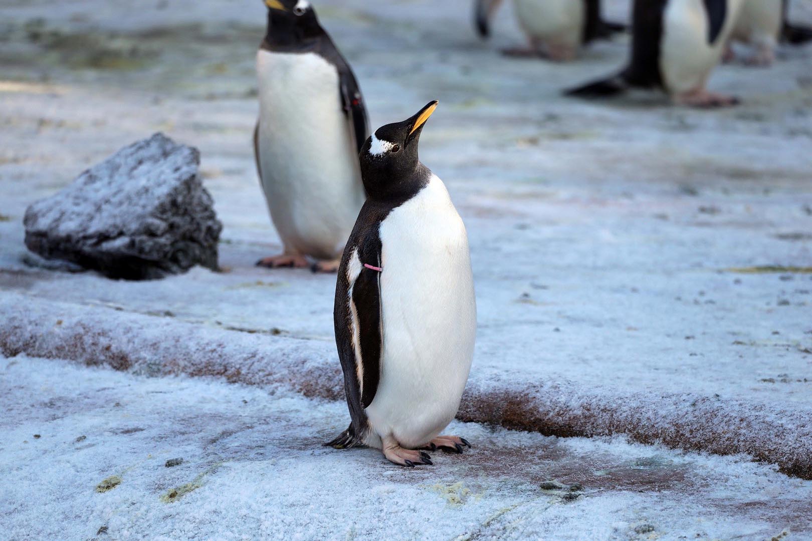 Gentoo penguin in the snow looking up and to the right IMAGE: Amy Middleton 2023
