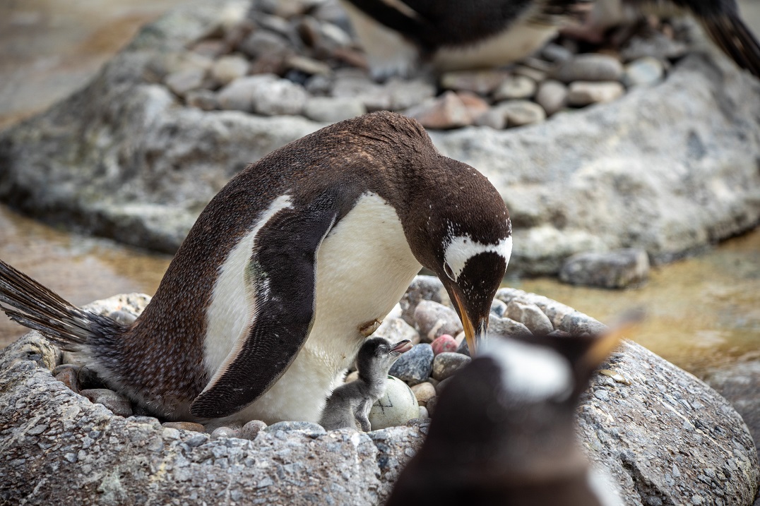 Gentoo penguin and chick at Edinburgh Zoo IMAGE WAL 2025