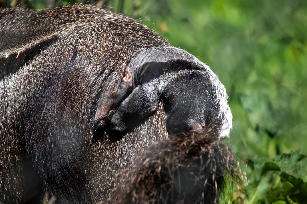 Snoot the baby anteater on it's mother Gizmo's back IMAGE 2025 OT