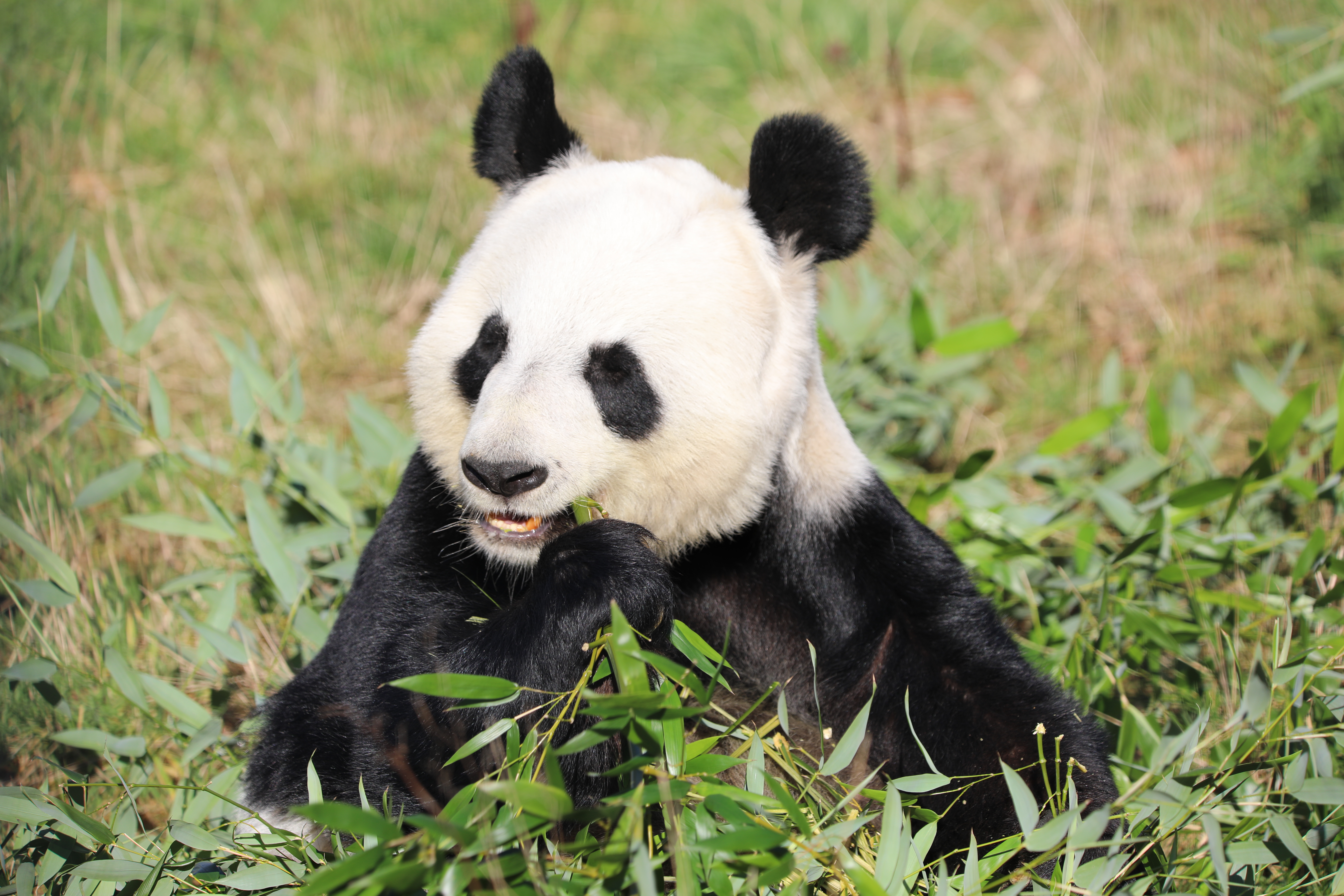 Giant panda Yang Guang IMAGE RZSS