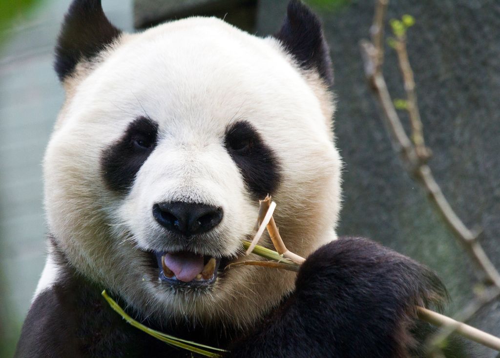 Giant panda Yang Guang eating bamboo IMAGE RZSS 2015