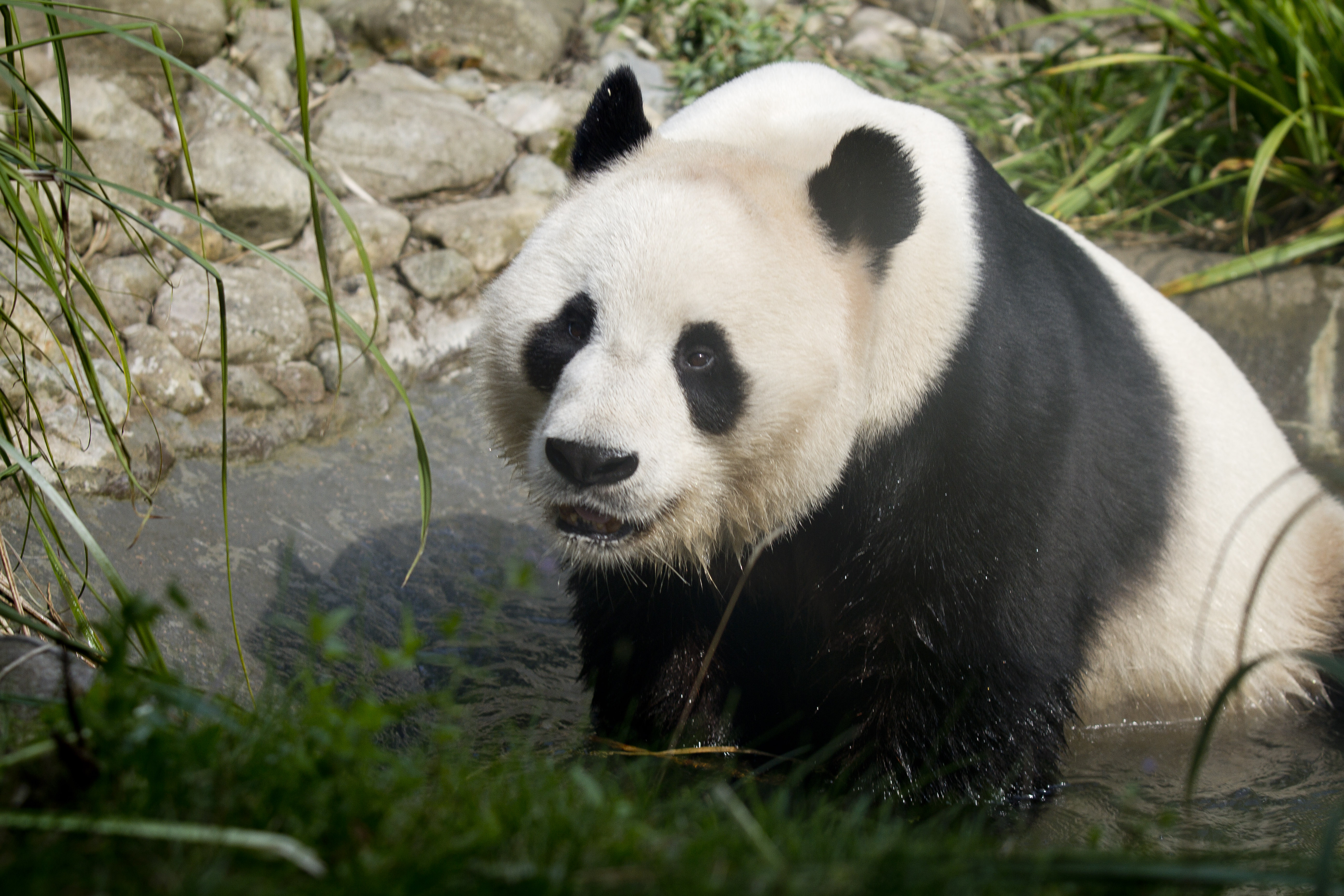 Giant panda Yang Guang IMAGE RZSS