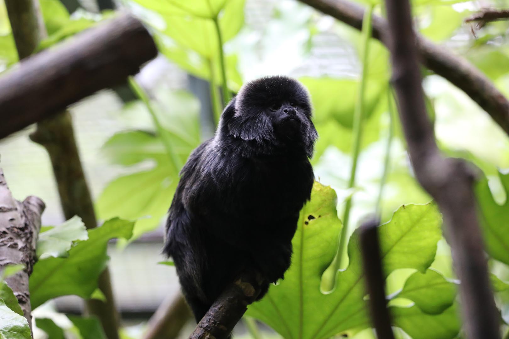 Goeldi's monkey Magic forest sitting on branch looking up Image: AMY MIDDLETON 2023