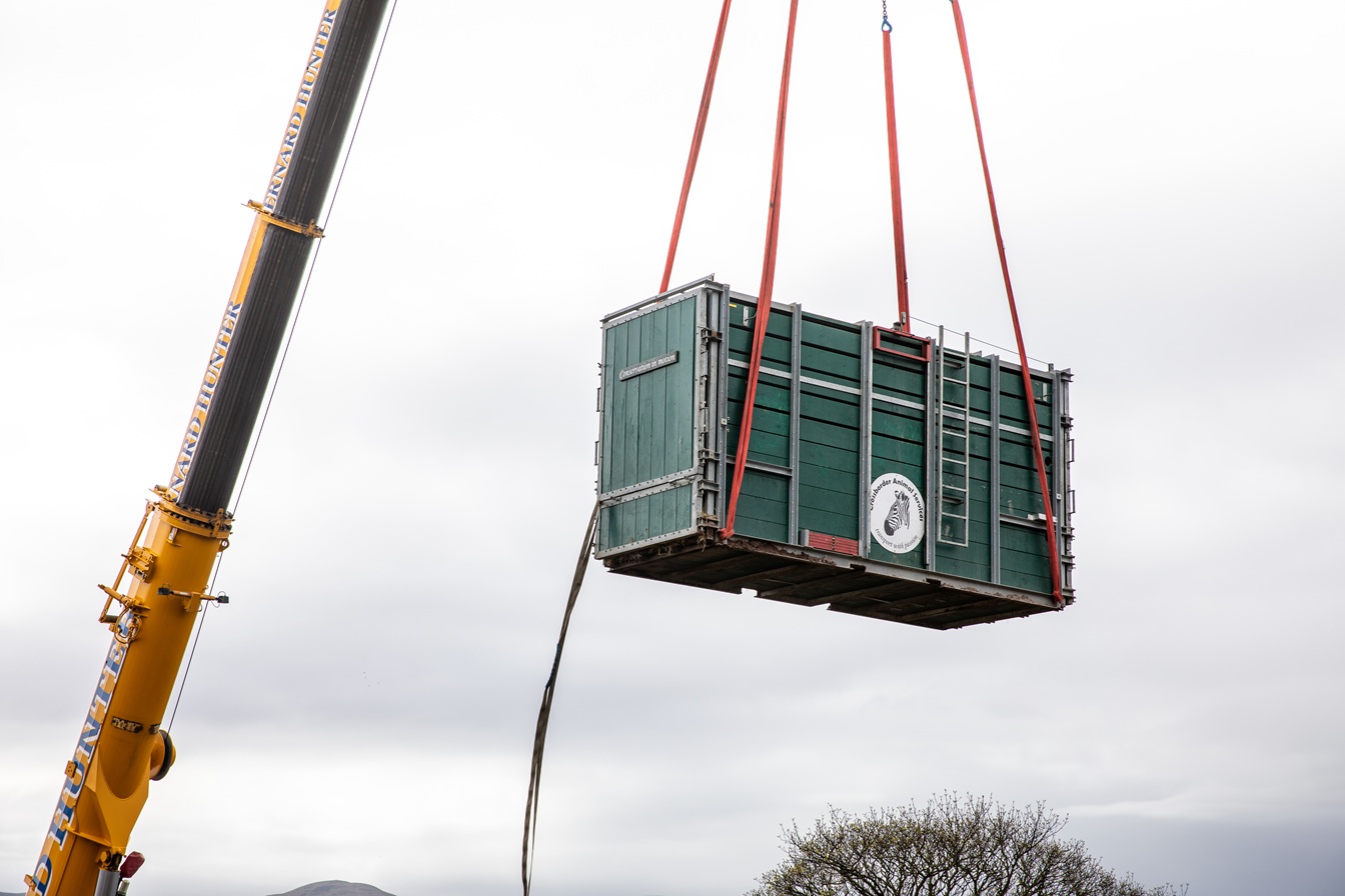 Jai the rhino arriving 

CREDIT: Olivia Torley 2026