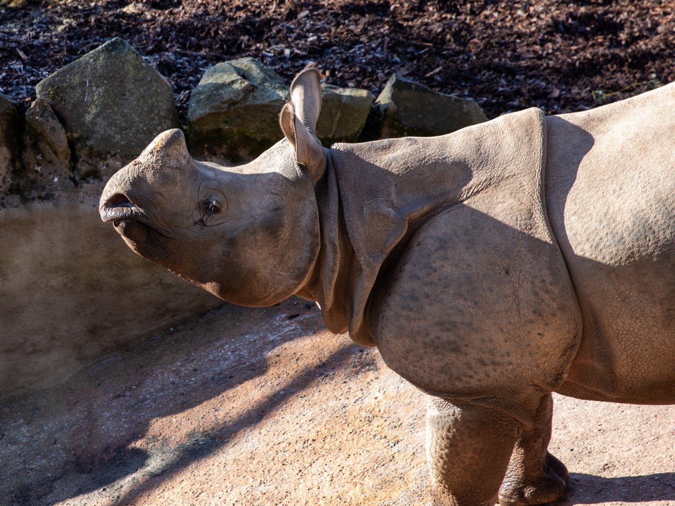 Jia the greater one horned rhinoceros in the sun on his first day IMAGE Olivia Torley 2026