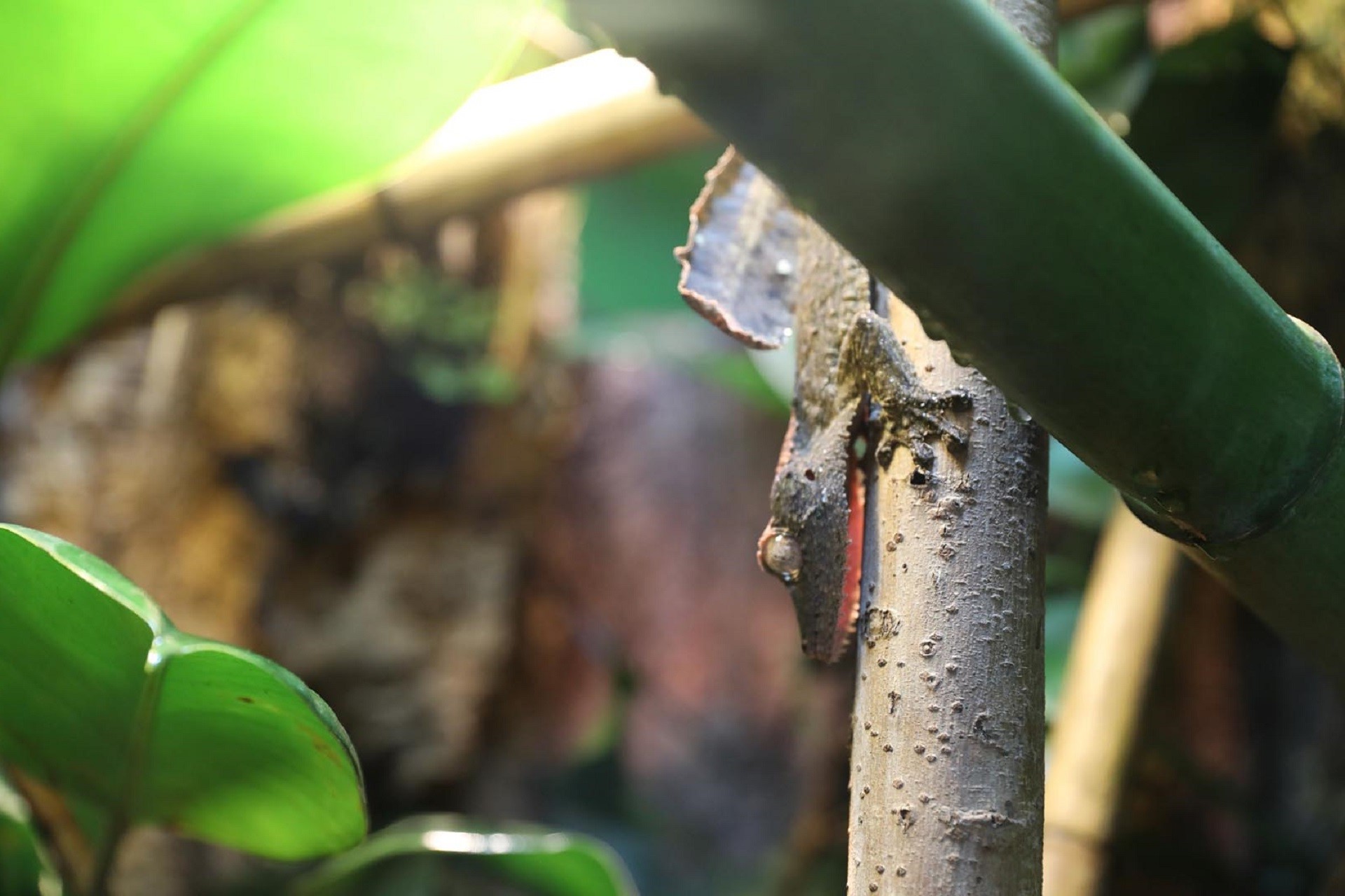Henkel's leaf tailed gecko on branch pointed downward Image: Amy Middleton 2022