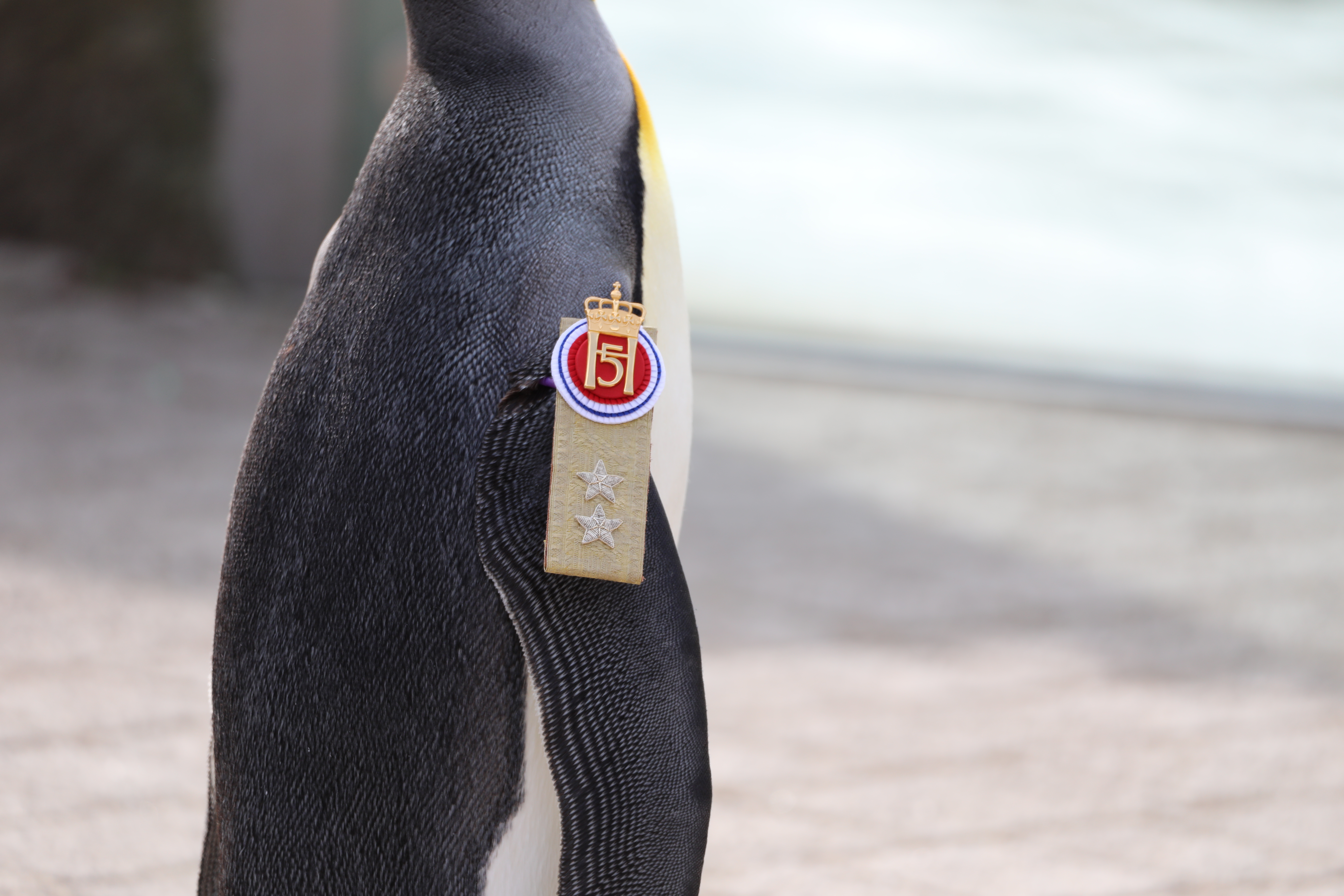 Sir Nils Olav's promotion to Major General of the Norwegian King's Guard IMAGE Rhiordan Langan-Fortune 2023