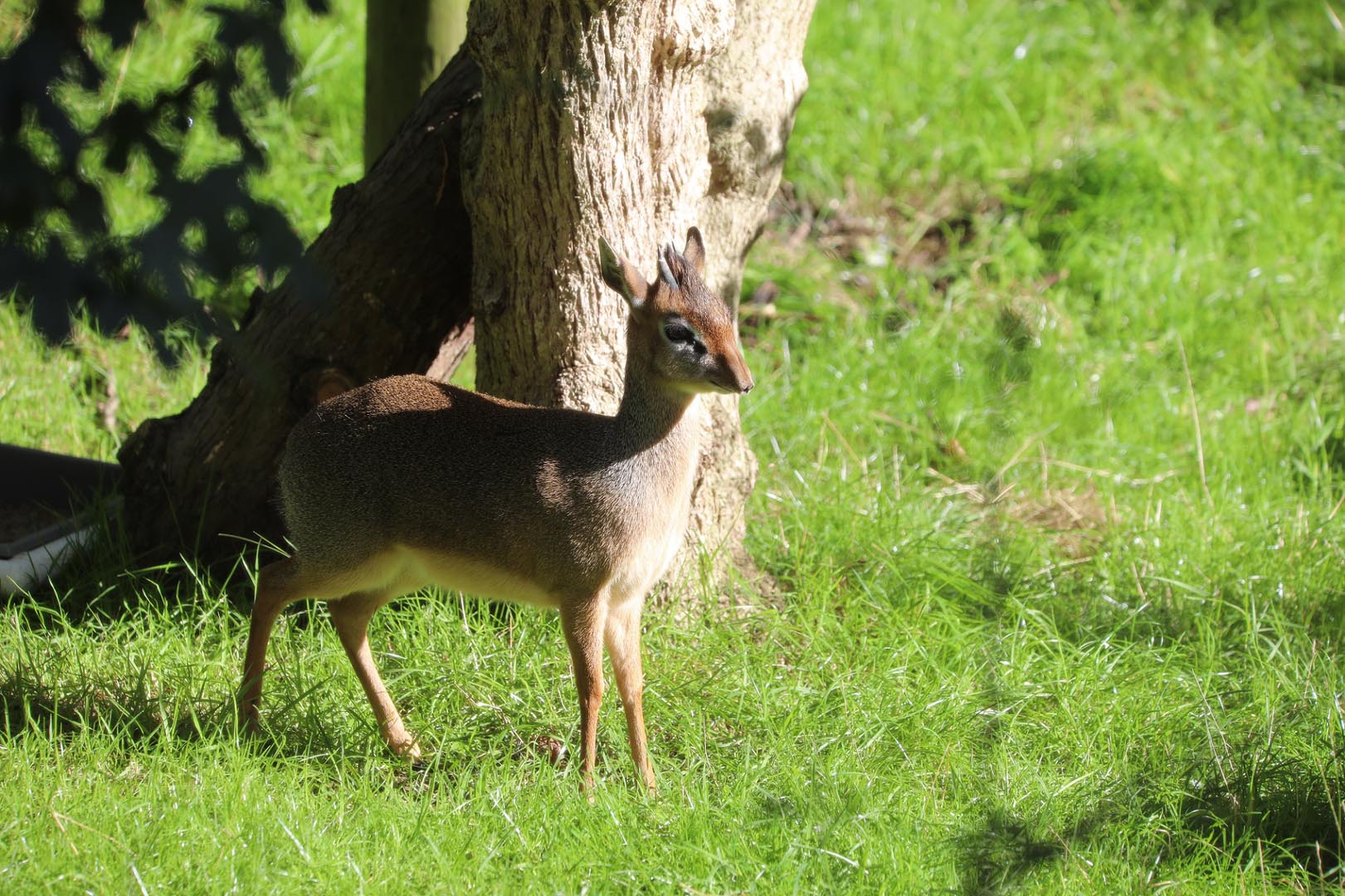 Juvenile Kirk's dik dik standing beside rock looking over their shoulder Image: AMY MIDDLETON 2023