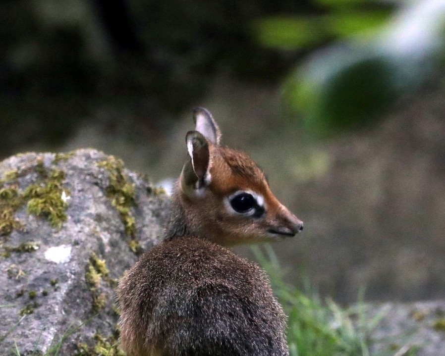 Kirk's dik-dik from behind looking to the right IMAGE: Amy Middleton 2023