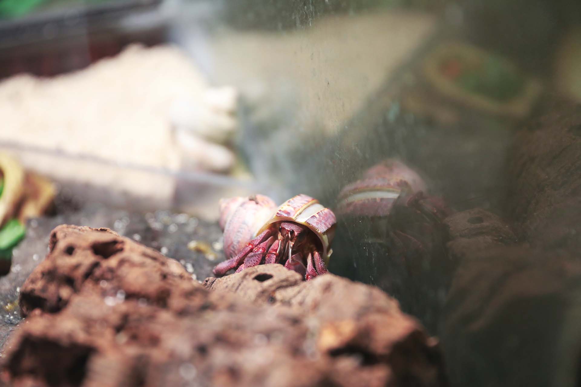 Land hermit crab

IMAGE: Laura Moore 2024