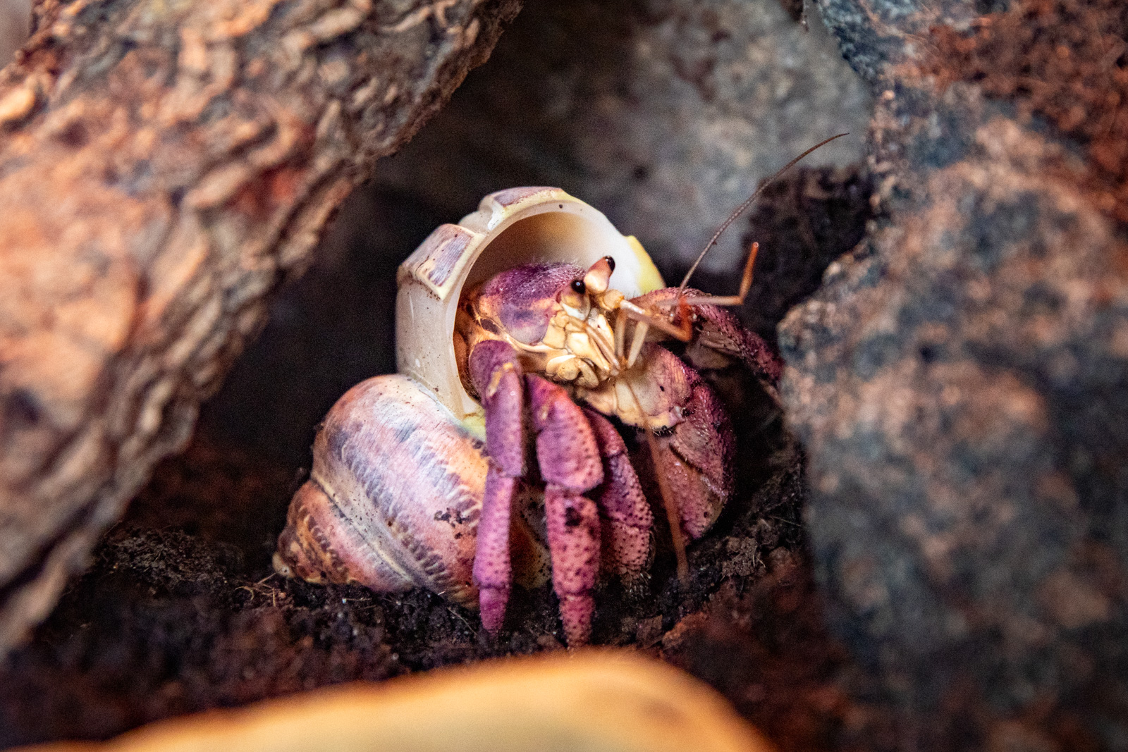 Edinburgh Zoo land hermit crab in habitat CREDIT: RZSS