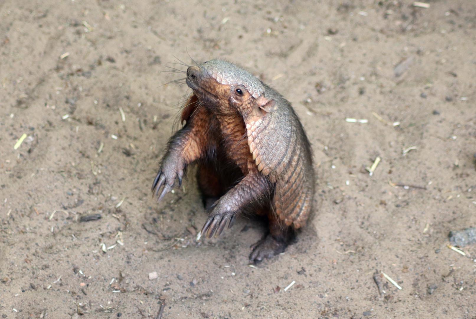girl holding armadillo on its back smiling with keeper IMAGE: Rachel Hein 2024
