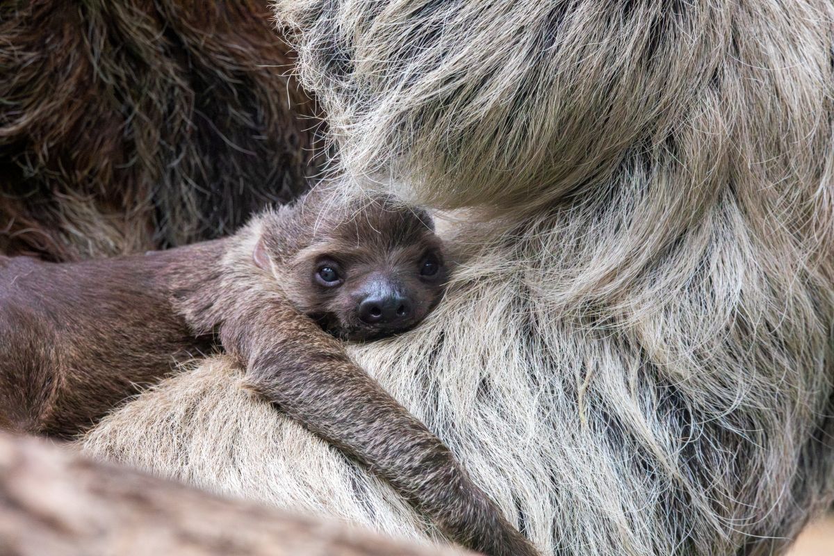Atty the linne's two-toed sloth. IMAGE: Olivia Torely, June 2026