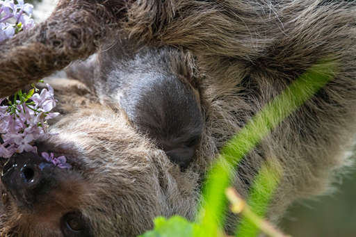 The first ever sloth baby born in Scotland, Atty IMAGE Olivia Torley 2026
