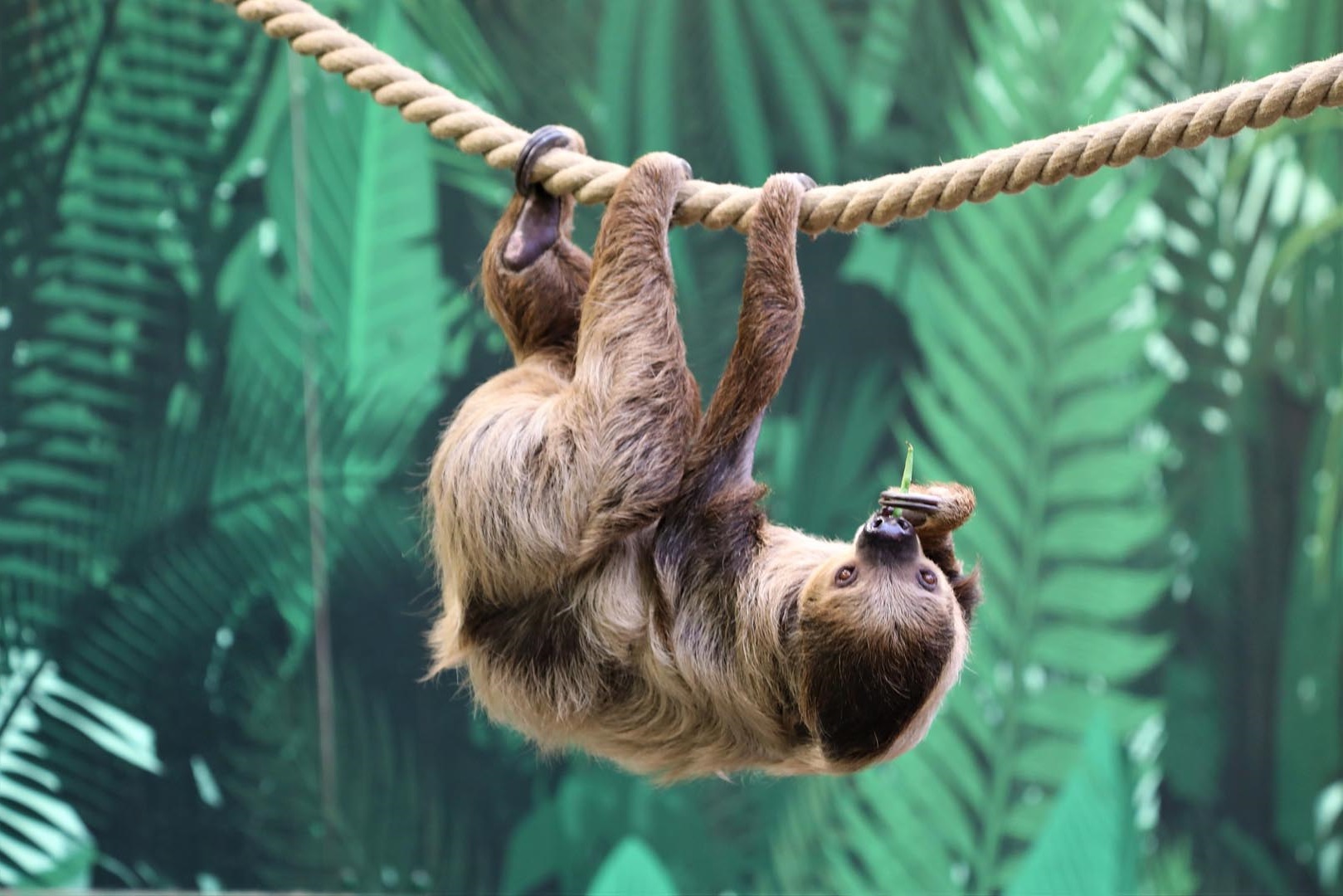 Linne's two-toed sloth Nico hanging upside down from rope. IMAGE: Rhiordan Langan-Fortune 2023